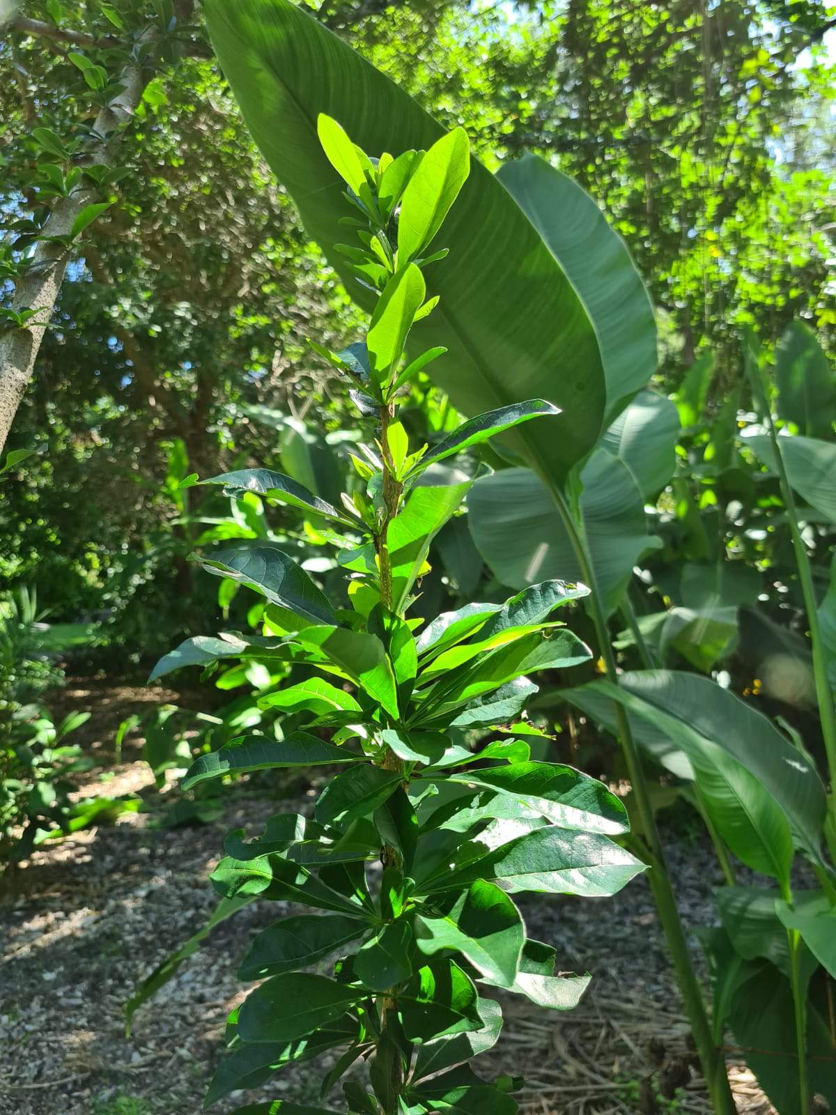 Crescentia mirabilis