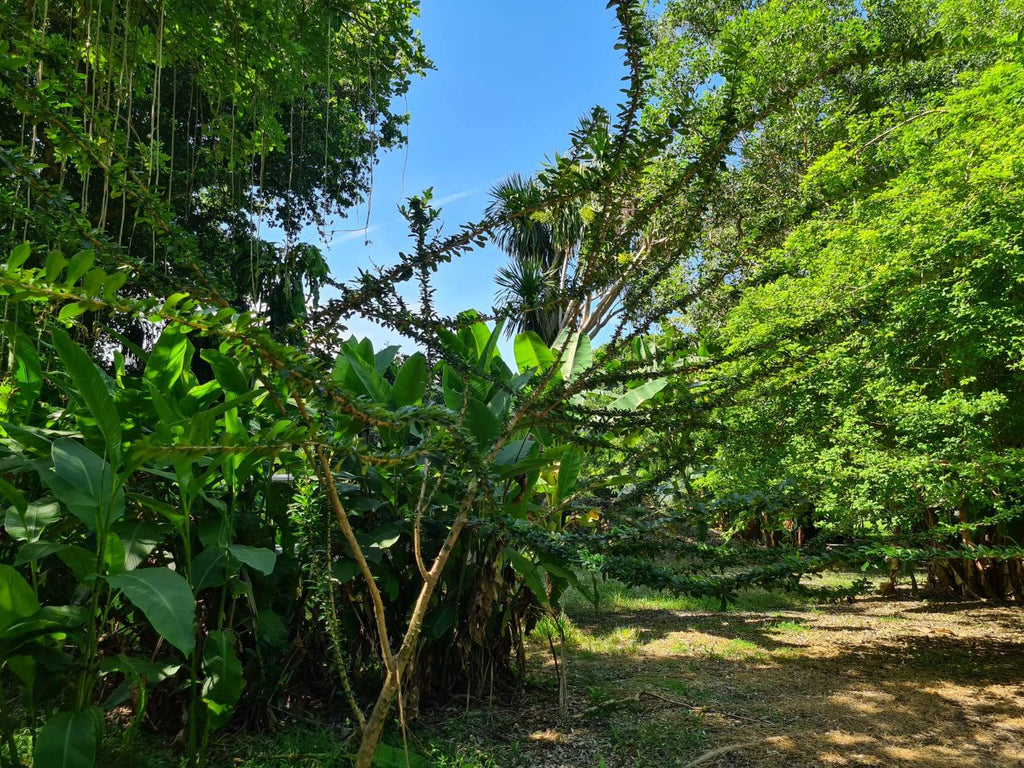 Crescentia mirabilis