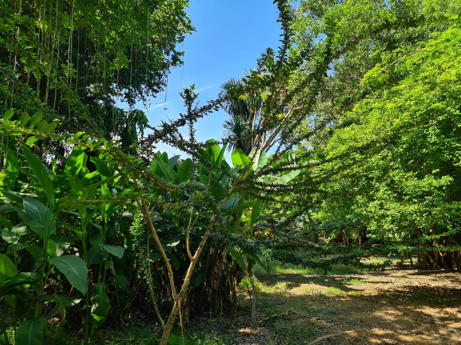 Crescentia mirabilis