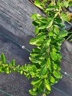 Crescentia mirabilis