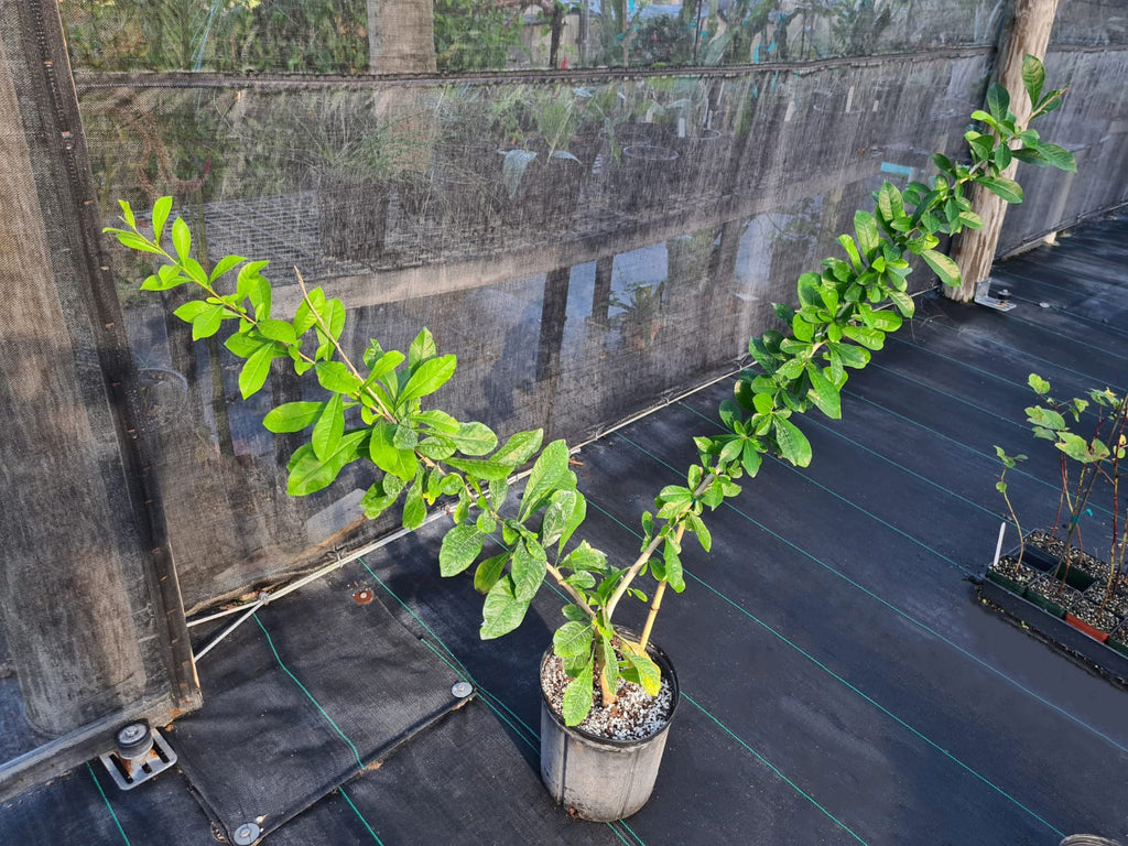 Crescentia mirabilis