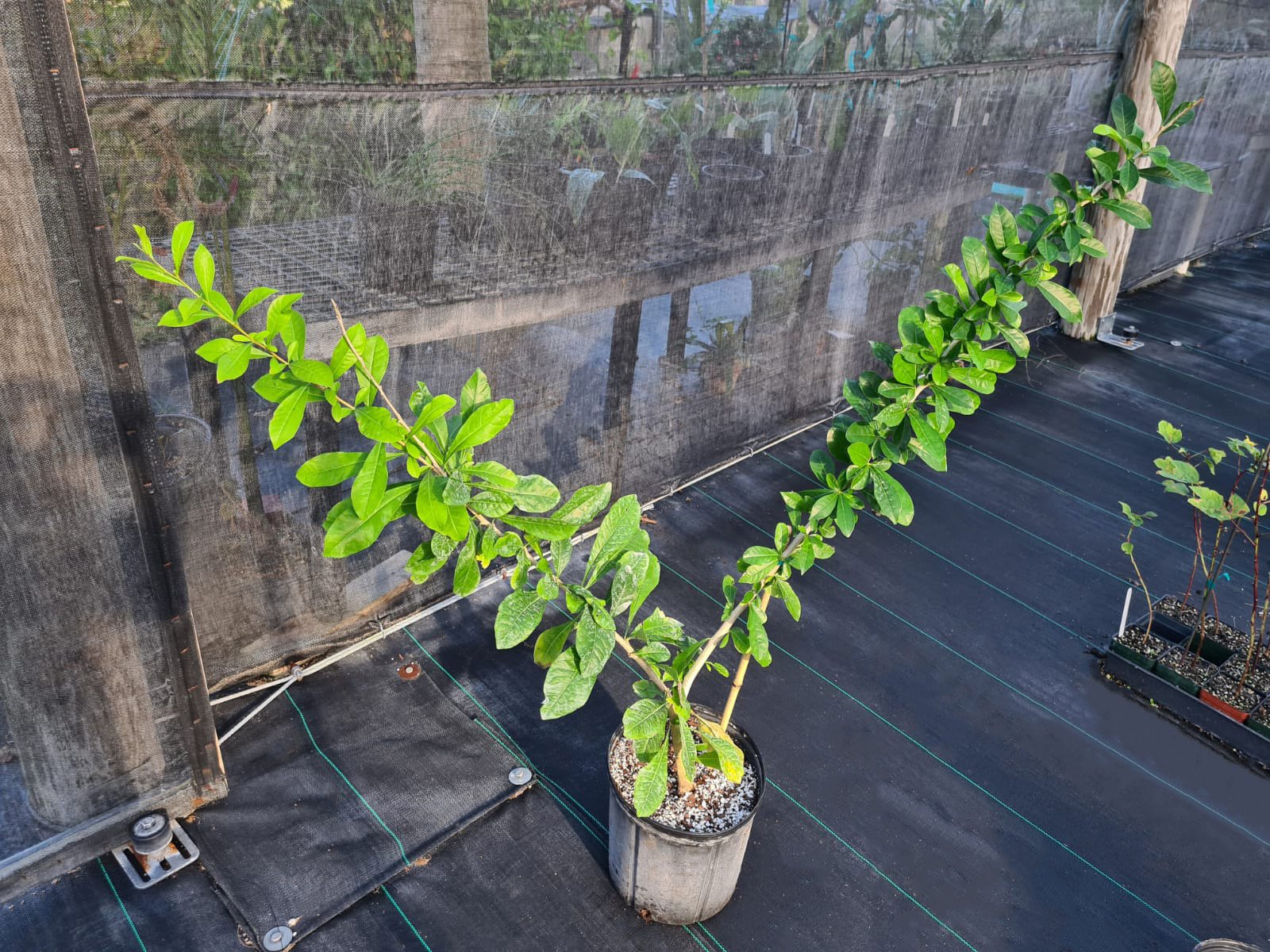 Crescentia mirabilis