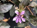 Cuphea strigulosa