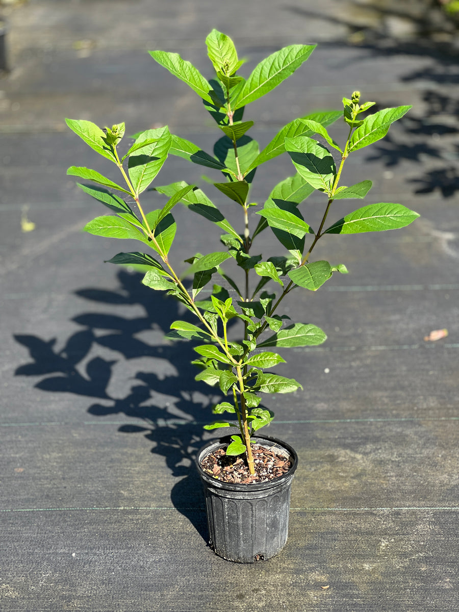 Rotheca myricoides 'Ugandense' – Fairchild Tropical Botanic Garden