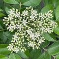 Murraya koenigii