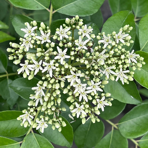 Murraya koenigii