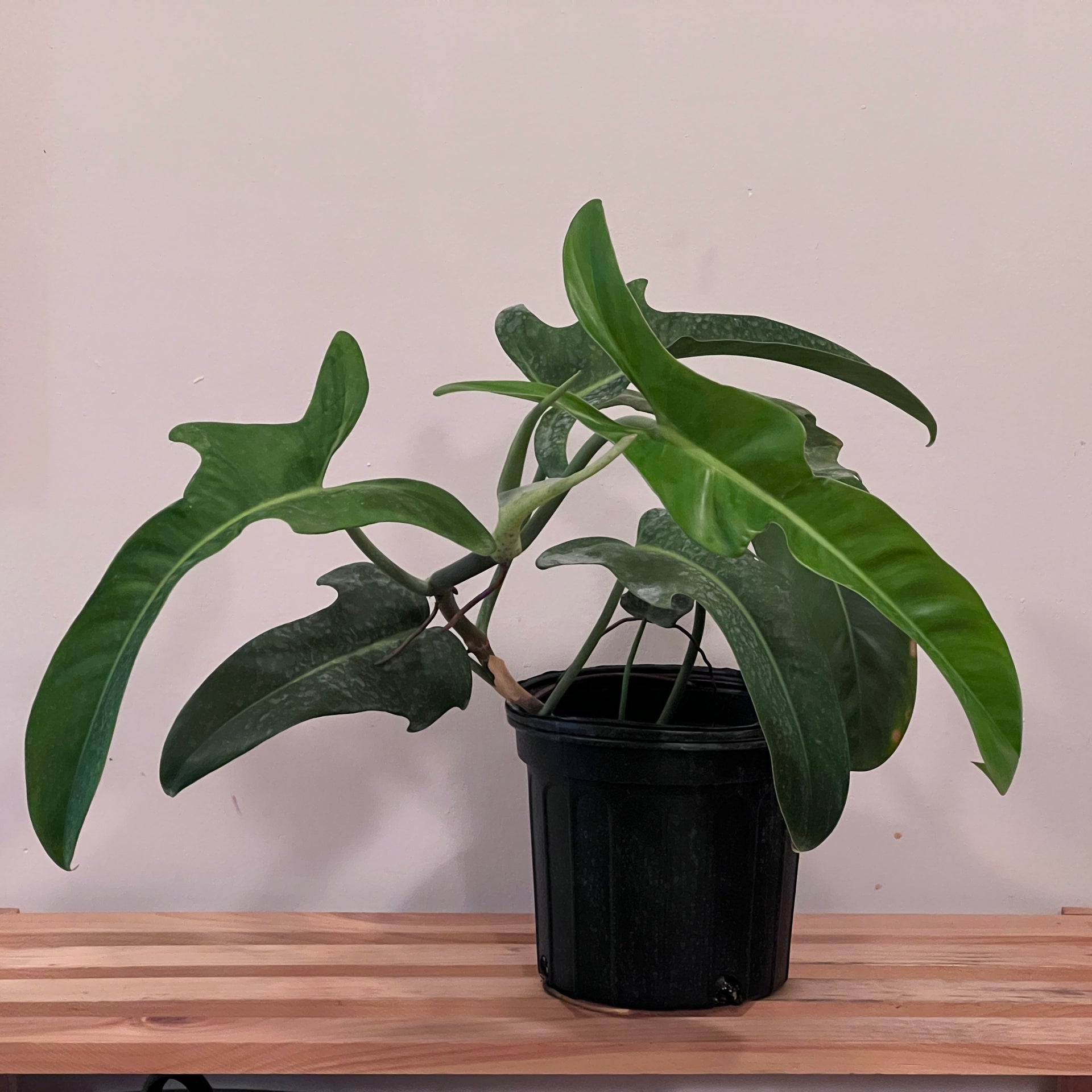 Philodendron Jerry Horne