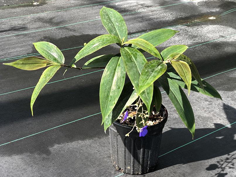 Dichorisandra penduliflora