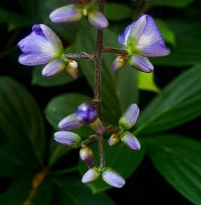 Dichorisandra penduliflora