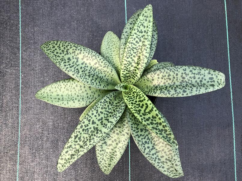 Drimiopsis botryoides