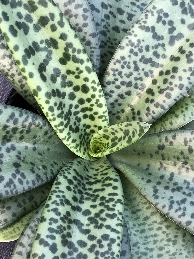 Drimiopsis botryoides