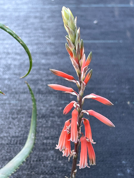 Aloe acutissima var. antanimoresis