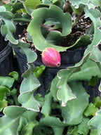 Epiphyllum guatemalense f. monstrosa