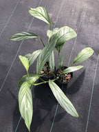 Epipremnum amplissimum