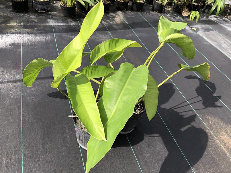 Epipremnum giganteum (Thin Leaf Form)