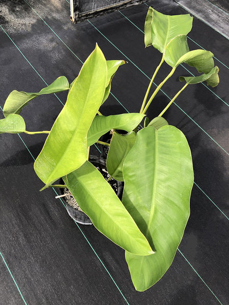 Epipremnum giganteum (Thin Leaf Form)