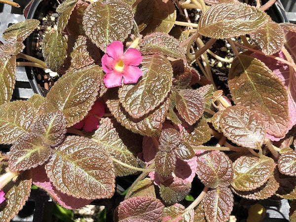 Episcia cupreata (Pink flower)