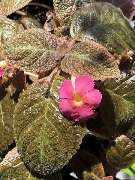 Episcia cupreata (Pink flower)