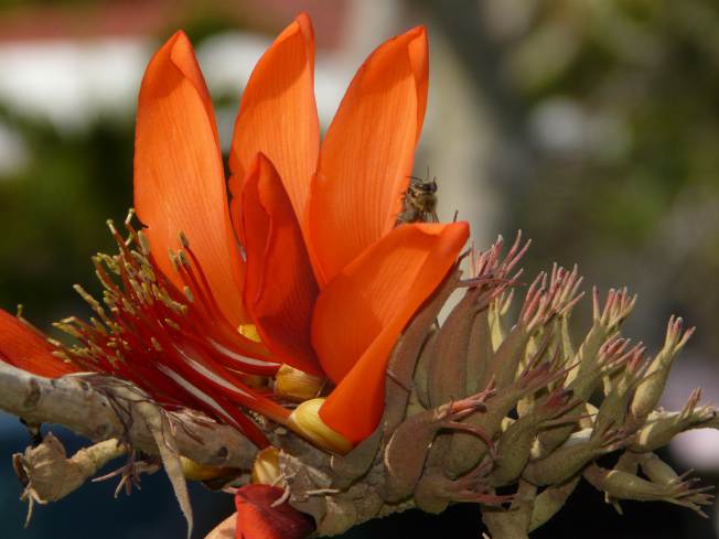 Erythrina madagascariensis