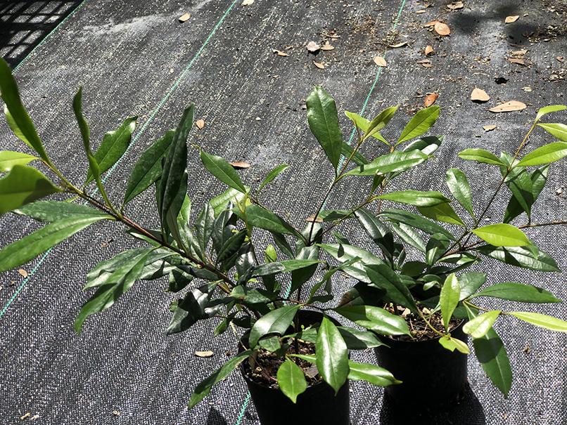 Eugenia luschnathiana