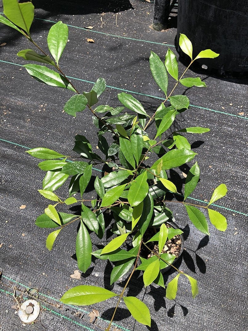 Eugenia luschnathiana