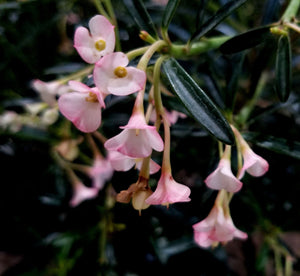 Euphorbia robivelonae