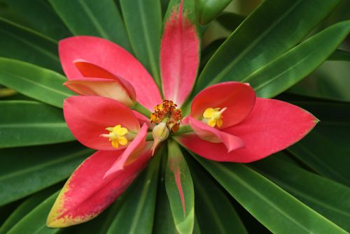 Euphorbia punicea – Fairchild Tropical Botanic Garden