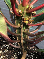 Euphorbia leuconeura
