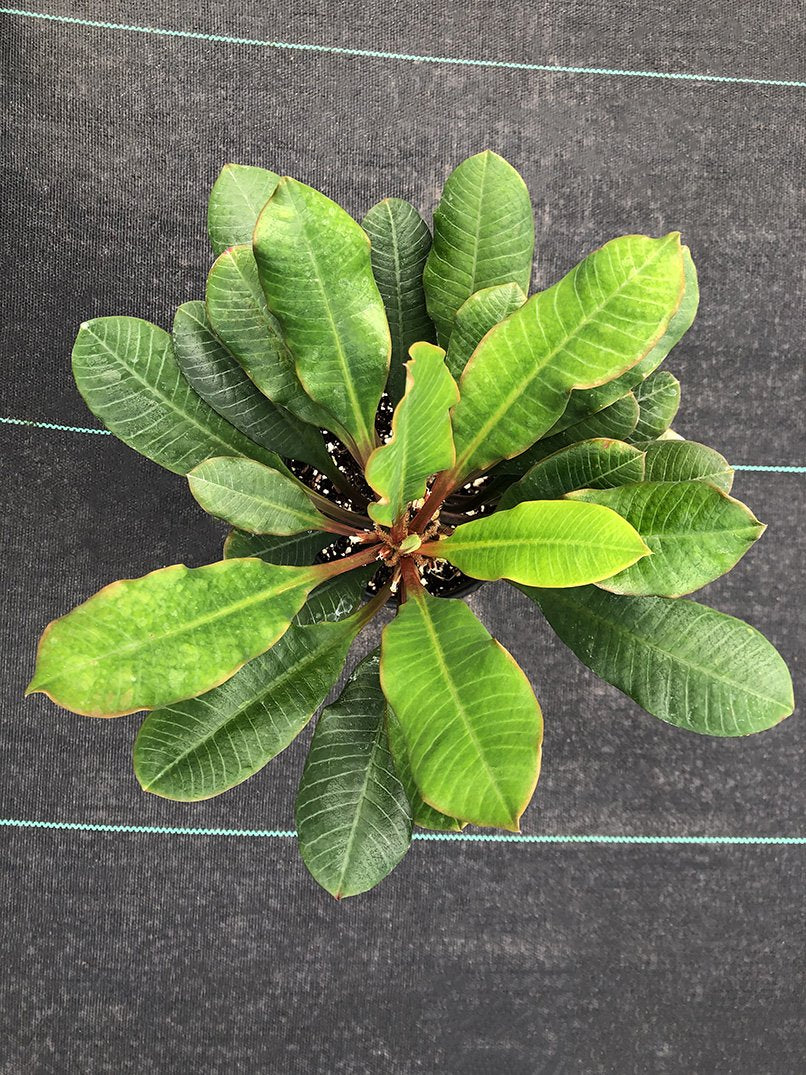 Euphorbia leuconeura