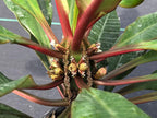 Euphorbia leuconeura