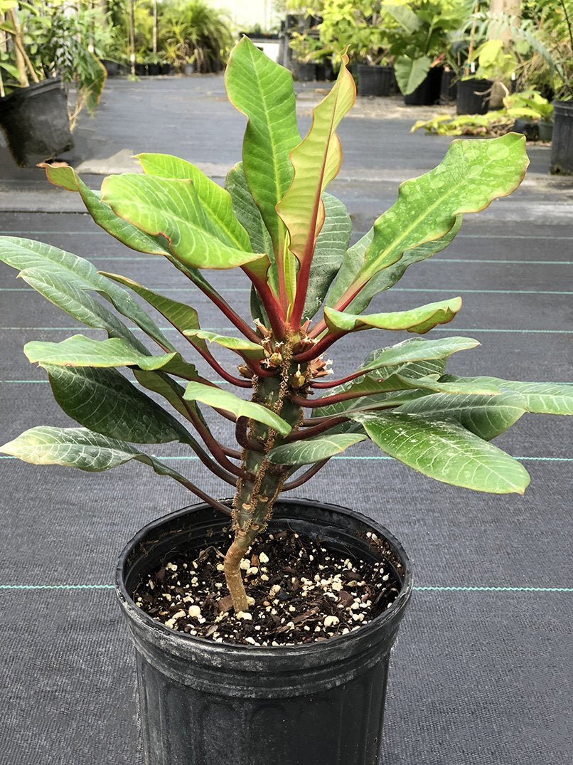 Euphorbia leuconeura