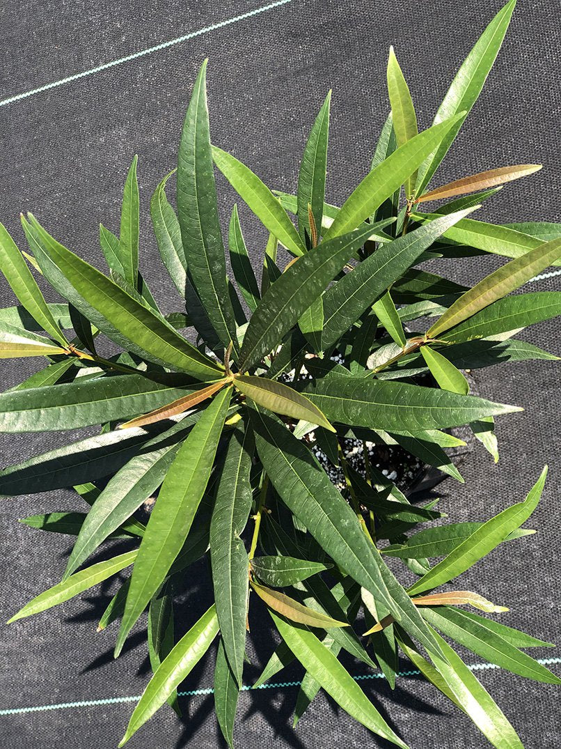 Ficus ischnopoda