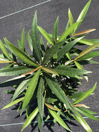 Ficus ischnopoda