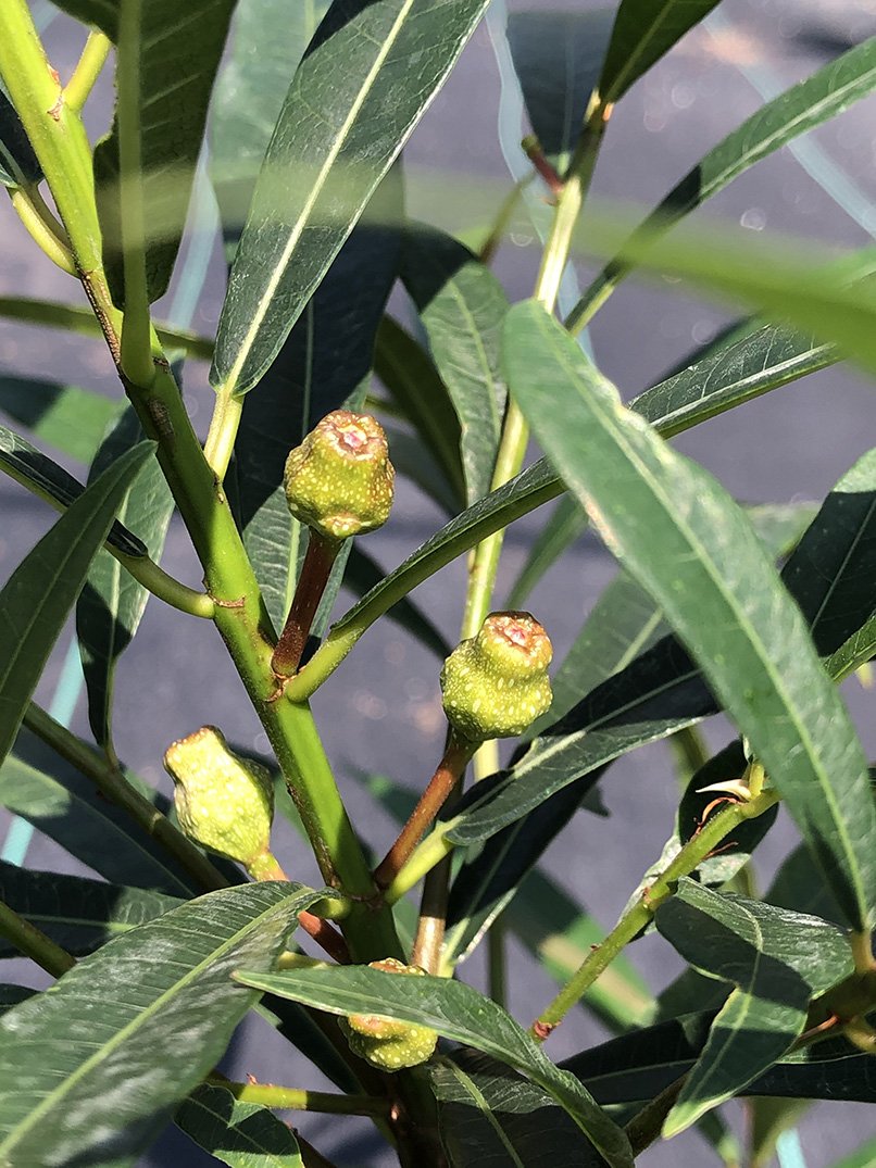 Ficus ischnopoda