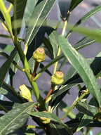 Ficus ischnopoda