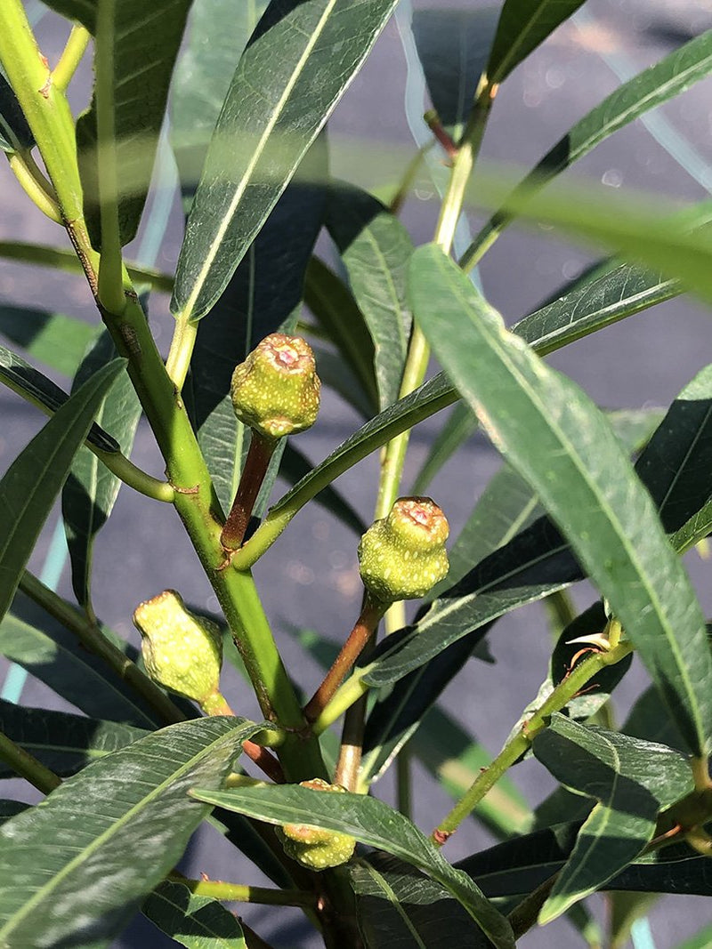 Ficus ischnopoda