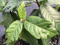 Ficus montana
