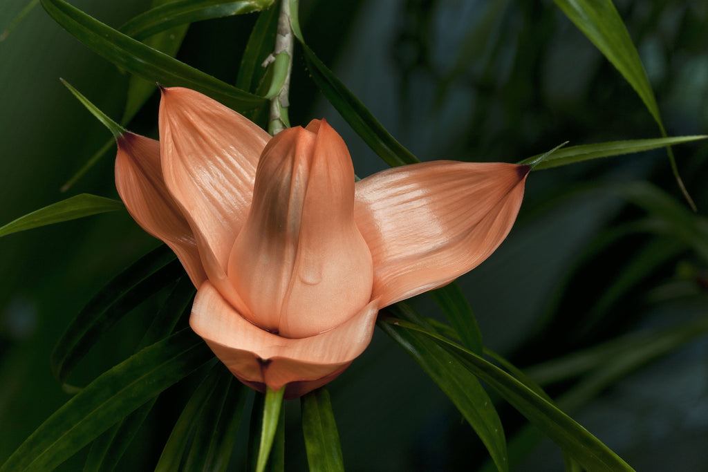 Freycinetia cumingiana