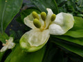 Freycinetia sp. (wide leaf and white bracts)
