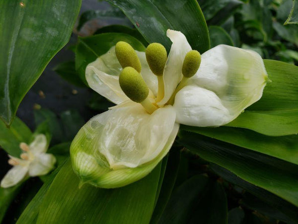 Freycinetia sp. (wide leaf and white bracts)