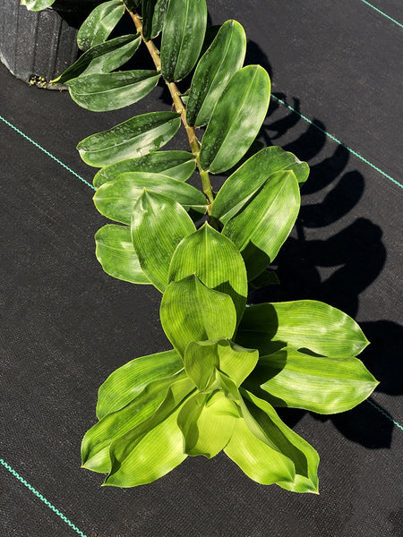 Freycinetia sp. (wide leaf and white bracts)