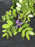 Guaiacum sanctum
