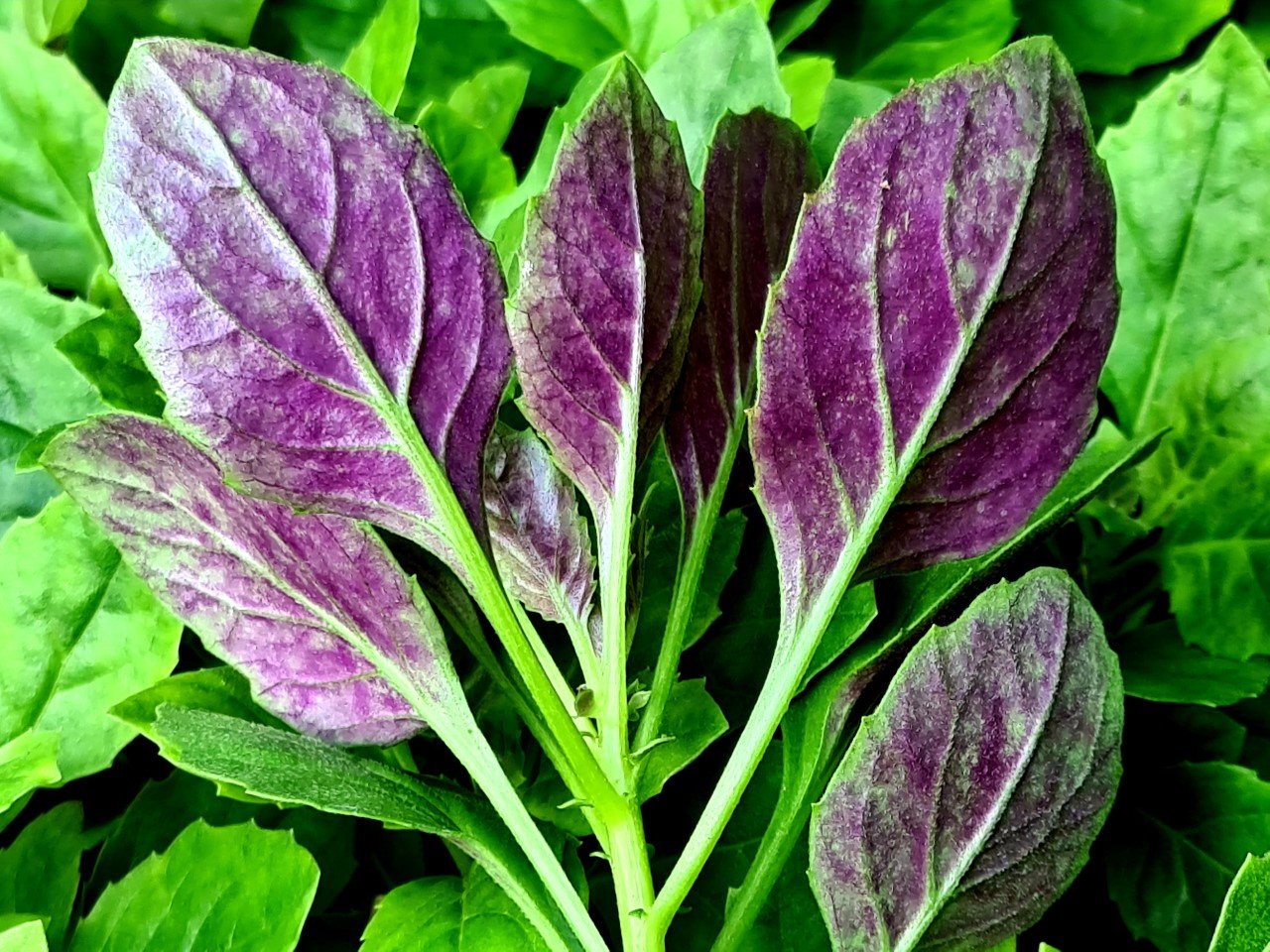 Gynura bicolor 'Compact'