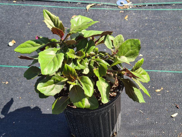 Gynura bicolor 'Compact'