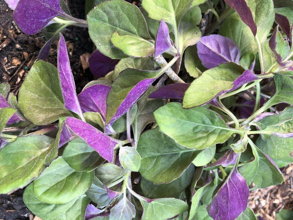 Gynura bicolor 'Compact'