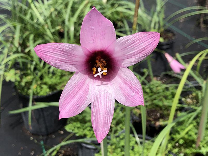 Habranthus x floryi