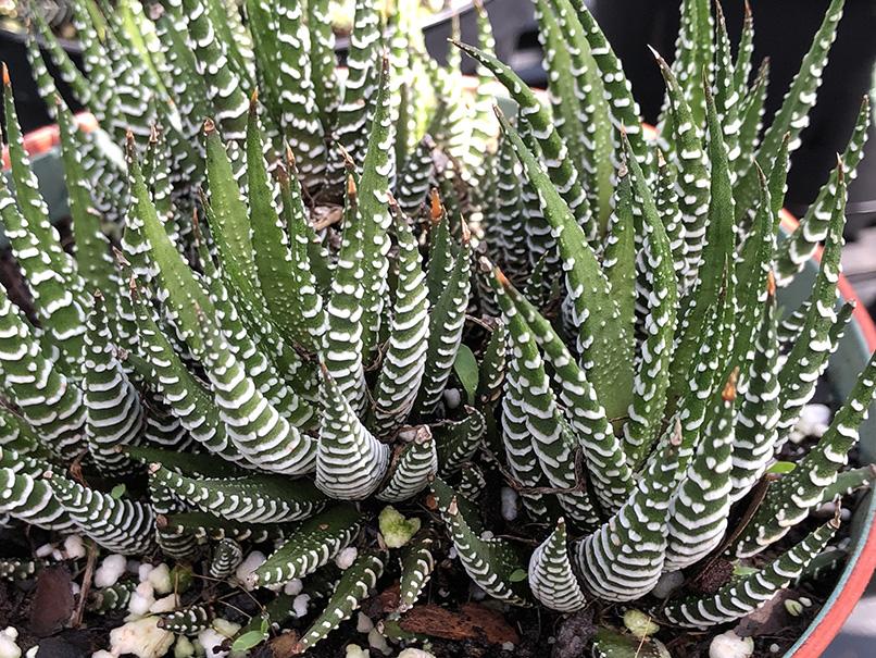 Haworthia fasciata