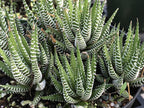 Haworthia fasciata
