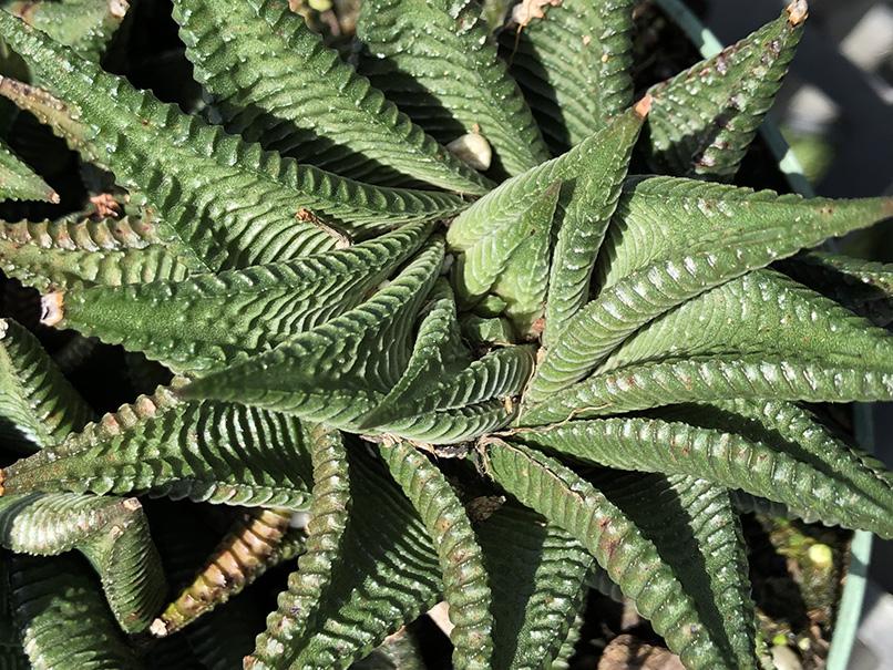 succulent with ridges Haworthia limifolia