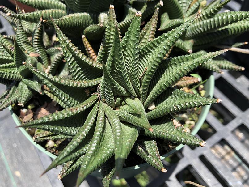 fairy washboard succulent Haworthia limifolia